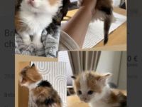 Britisch langhaar kitten