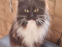 Maine coon Katze