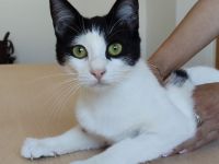 Lica, verspielt und verschmust, wartet auf einen Kuschelplatz