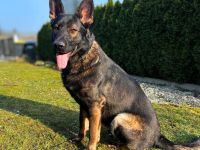 Ares in 18106 Rostock sucht sein Für-immer-Zuhause