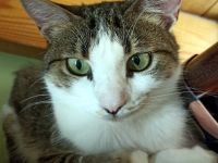 ANDROMACHE - Von der Futterstelle ins Glück?