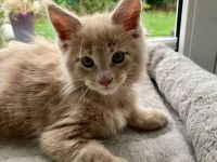 Maine Coon Kitten XXL reinrassig