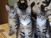 Moine Coon Mix Kitten