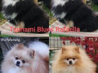 Zwergspitz Pomeranian Deutscher Spitz aus Hobbyzucht seid 2008