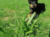 Welpe Prager Rattler