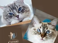 Cattery vom Papenberge