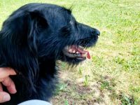 Elmo - sensibler Begleiter sucht seinen Herzplatz