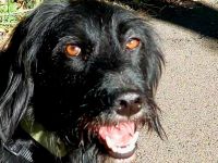 Elmo - sensibler Begleiter sucht seinen Herzplatz