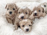 Maltipoo Welpen