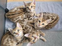 Wunderschöne Bengal Kitten