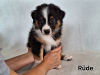 Australian Shepherd Welpen (Reinrassig)
