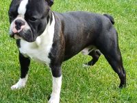 Gesunder Boston Terrier, Deckrüde!!