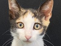 Dorle, geb. ca. 04/2025, lebt in GRIECHENLAND, auf einer privaten Pflegestelle