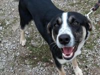 Junghund Fotis  / männlich / derzeit noch in Griechenland