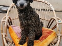 Aussiedoodle F1b Junghund