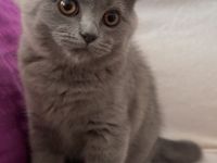 Britisch Kurzhaar liebe volle 3 kitten