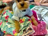 * Mini Yorkshire Terrier *