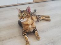 Kater - Mischung aus Bengale und orientalisch Kurzhaar (OKH)