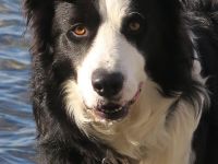 Rocky Border Collie 7. Jahre