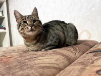 CARLO - Rohdiamant braucht Feinschliff