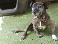 Félix - NUR ALS PATENHUND