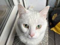 🐾 Eigenständige Katzendame (9 Jahre) sucht Einzelplatz 🐾