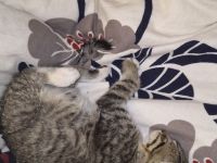 Süßer Kater abzugeben – 13 Wochen alt