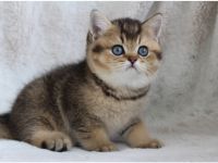 BKH Kater mit blauen Augen