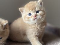 BKH Kater