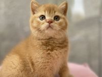 BKH Kater