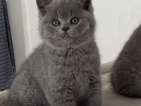 BKH Kater