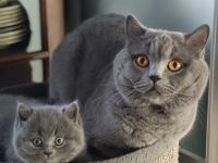 BKH Kitten reinrassige