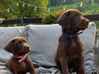 *ALLE WELPEN SIND RESERVIERT* Labrador x Dobermann Welpen warten auf ihr neues Zuhause