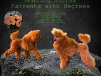 Wunderschöne Pudelwelpen zu verkaufen