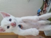 Türkische angora katzen babys