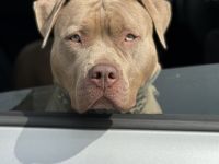 XL Bully × Old English Bulldog-Welpen – kräftig, gesund und bestens sozialisiert