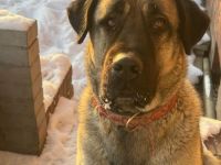 Liebevolle Kangal-Hündin Luna sucht neues Zuhause