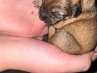 Schäferhund-Russischer Toy Mix Welpen - 2 Hündinnen & 1 Rüde