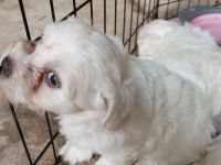 2 suesse Malteser Welpen suchen Neues zu Hause