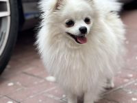 Pomeranian Jung