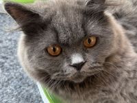 Britisch Langhaar, Kater