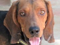 Abbott, männlicher Pointer-Schäferhund-Mix