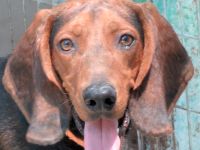 Costello, männlicher Pointer-Schäferhund-Mix