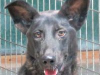 Arco, männlicher Schäferhund-Mix