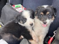 Welpenbabys auf der Suche nach ihrem neuen Zuhause (reserviert)🐶🏡