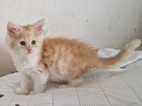 Maine Coon Kitten abgabebereit