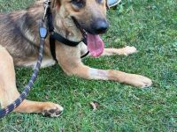 Ayran- ein treuer Freund fürs Leben sucht dich!🩵🐶