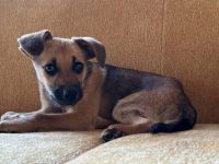 Leo sucht sein Für-Immer-Zuhause