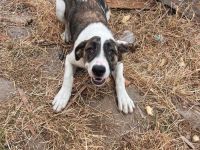 Anna- süße verspielte Hundemaus sucht ihre für immer Menschen🩷🍀