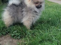 Süße Teddy-Zwergpomeranian Hündin sucht ein liebevolles Zuhause